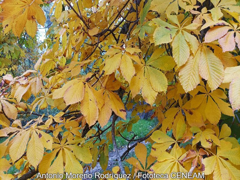 Aesculus hippocastanum L.