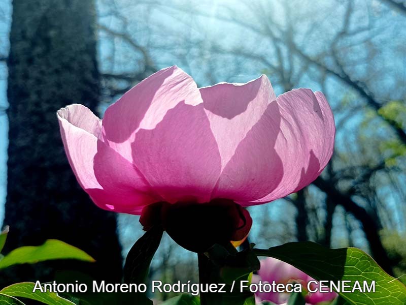 Paeonia broteri Boiss. & Reut.