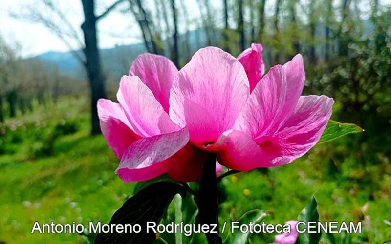 Paeonia broteri Boiss. & Reut.