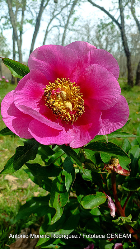 Paeonia broteri Boiss. & Reut.