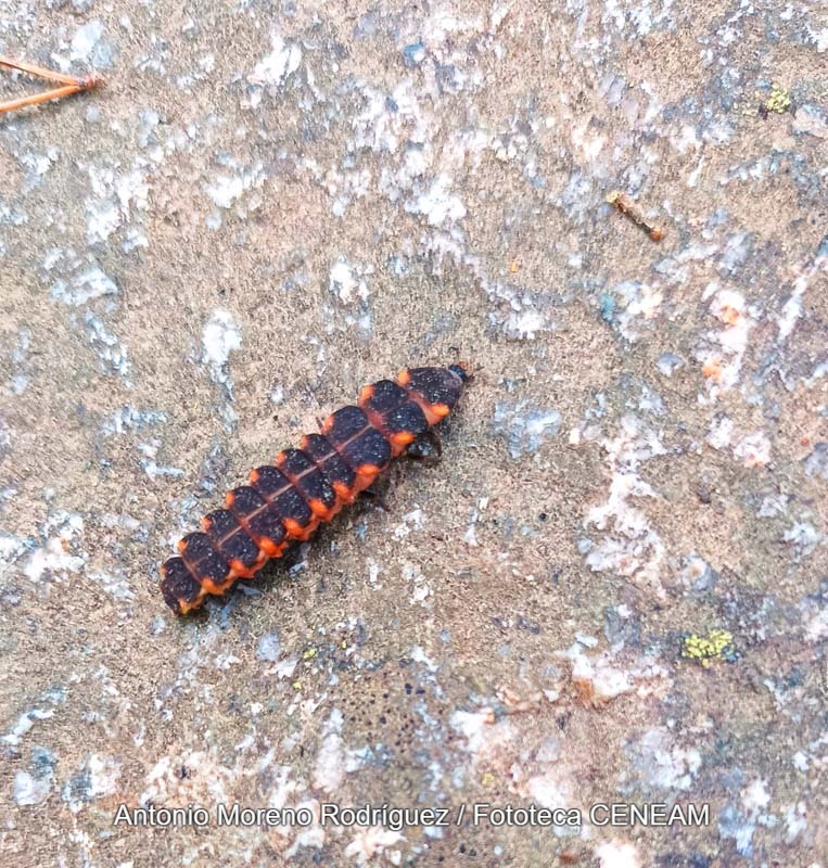 Sierra Norte de Guadarrama