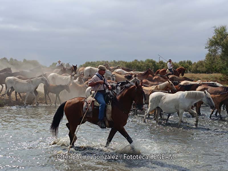 Equus (Equus) caballus Linnaeus, 1758
