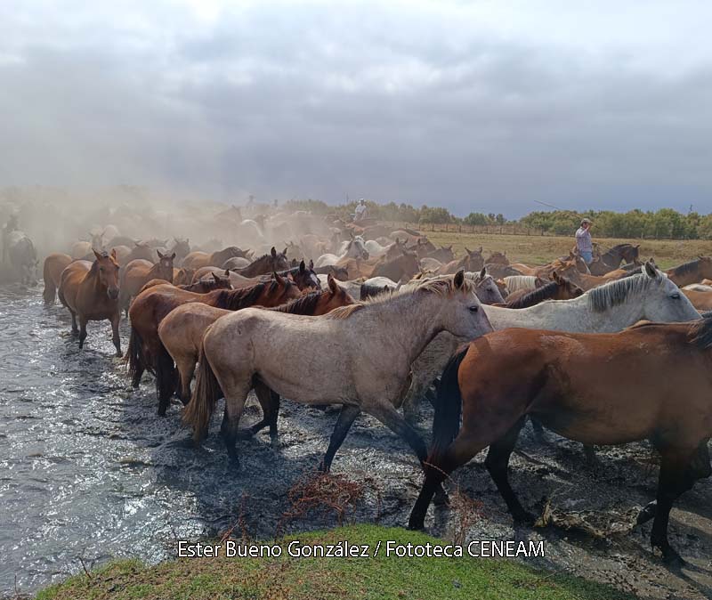 Equus (Equus) caballus Linnaeus, 1758