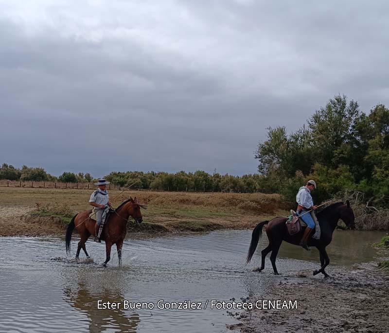 Equus (Equus) caballus Linnaeus, 1758