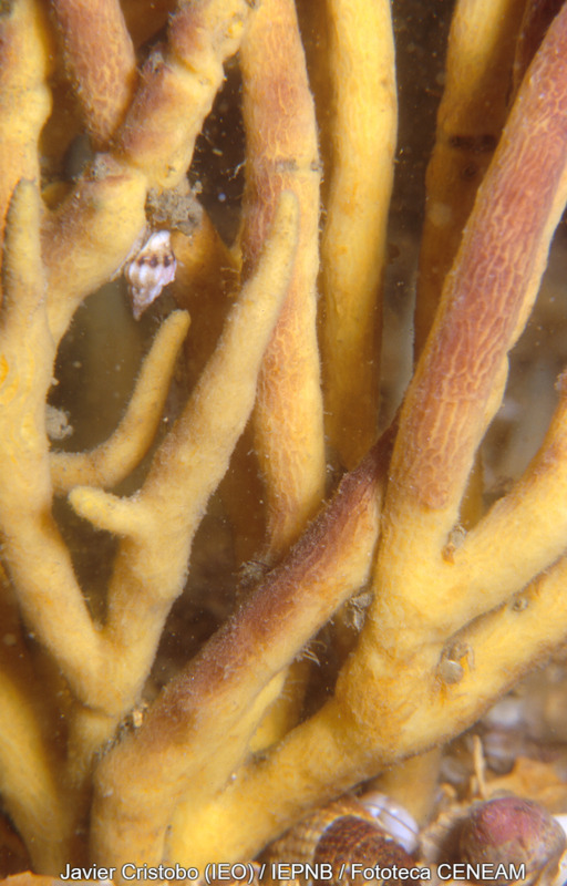 Invertebrados