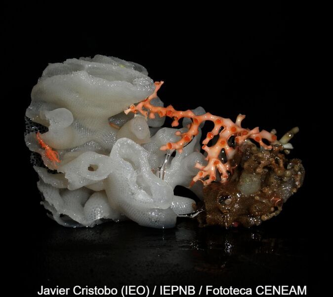 Invertebrados