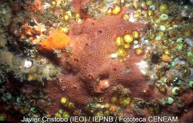 Invertebrados