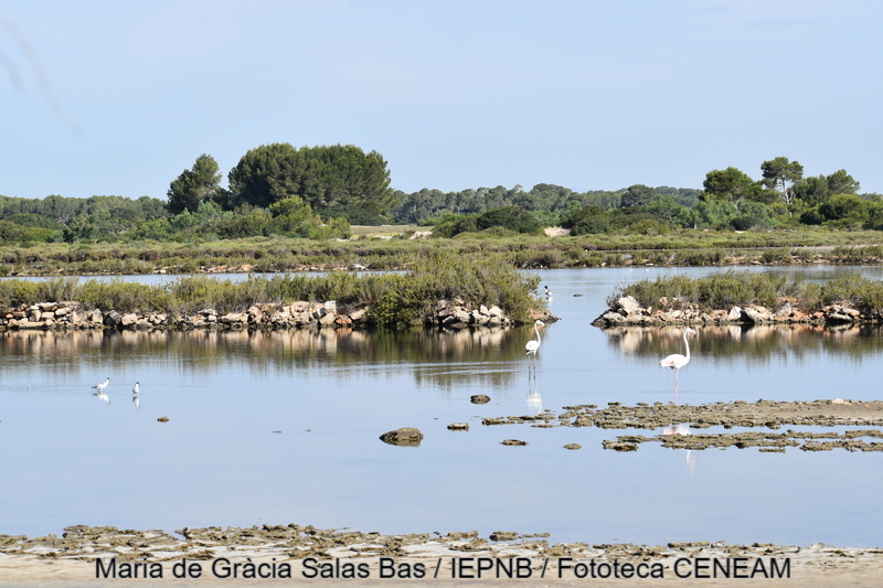 Recurvirostra avosetta Linnaeus, 1758