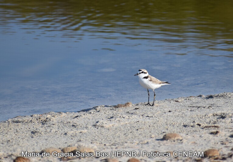 Charadrius alexandrinus Linnaeus, 1758
