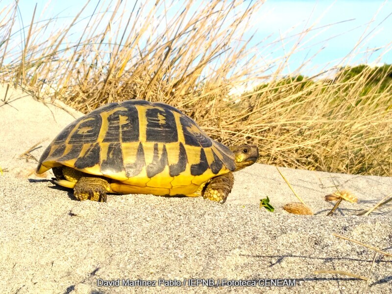 Testudo hermanni (Gmelin, 1789)