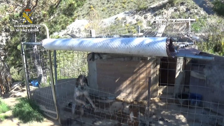 La Guardia Civil detiene a un hombre por entrenar a perros para someterlos a peleas ilegales