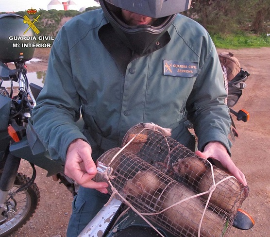  La Guardia Civil ha levantado diferentes actas de infracción (ley 8/2003 de flora y fauna silvestres),  a dos personas que estaban cazando conejos de forma ilegal en un paraje natural.