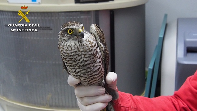 El mapache fue recuperado por una Patrulla de Seprona. Se trata de un animal que en estado adulto es muy agresivo y puede ser portador de la rabia, por lo que es conveniente no acercarse nunca a un ejemplar de esta especie. El gavilán capturado por la Patrulla del Seprona, estaba en buen estado, por lo que se procedió a su anillado y posteriormente fue liberado al medio natural.  