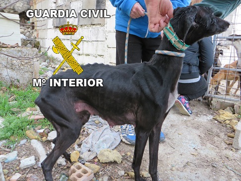 Maltrato Animal Galgo