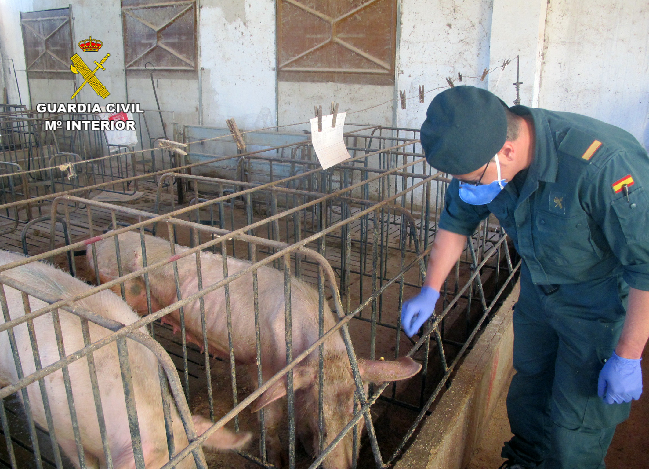 Abandono de más de un centenar de cabezas de ganado porcino de una explotación ganadera, con serias deficiencias higiénico-sanitarias en sus instalaciones. Se calcula la muerte de unas 140 cabezas por falta de agua y comida.