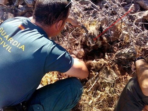 Delito contra la fauna. Colocación de medios y artes prohibidos, al objeto de “proteger” explotaciones ganaderas, del supuesto ataque de fauna silvestre. 