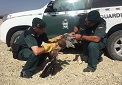 Tras su captura los agentes del SEPRONA comprueban que el animal tenía una herida abierta en una de las alas, lo que le impedía volar