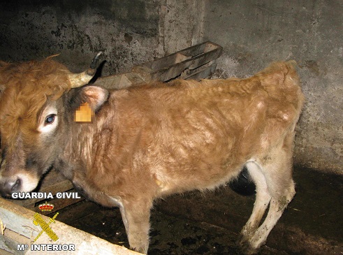 La voz de alarma la dieron los vecinos, que llevaban varios días oyendo a los animales mugir insistentemente, y los que ante la sospecha de que pudiera ser por falta de atención, decidieron ponerlo en conocimiento de la Guardia Civil.