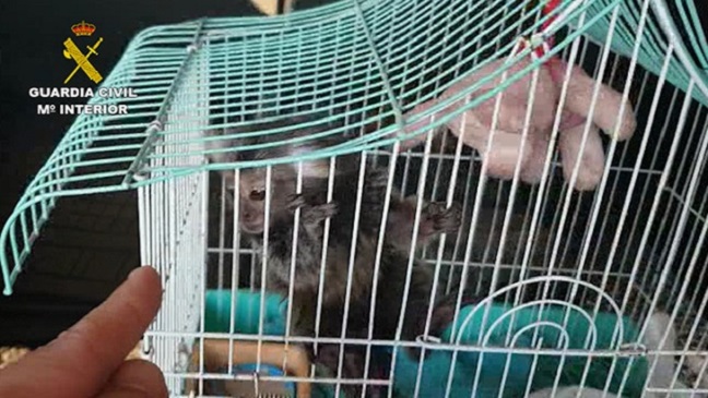 La venta ilegal de fauna, en concreto de primates de la especie tití, se halla regulado por convenio CITES, 
hallándose prohibida la tenencia por parte de particulares.
