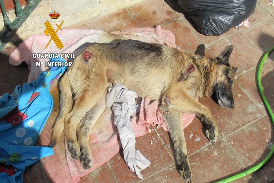 Han sido investigadas tres personas por delitos de abandono de animales, siendo rescatados un total de 38 perros. Uno de los canes tuvo que ser sacrificado por la grave situación en la que se encontraba.