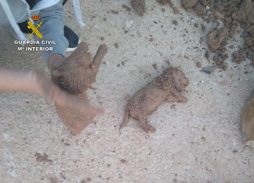 El delito relativo a la protección de la flora, fauna y animales domésticos (maltrato animal) se encuentra recogido en el Código Penal, que lo define como el hecho de maltratar injustificadamente a los animales, mediante cualquier medio o procedimiento, causándoles lesiones que menoscaben gravemente su salud o la muerte, y es castigado con penas de tres a dieciocho meses de prisión e inhabilitación especial de uno a cuatro años para el ejercicio de profesión, oficio o comercio que tenga relación con los animales y para la tenencia de animales