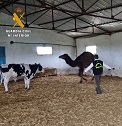 En las fincas de los implicados se recuperó parte del ganado sustraído, una veintena de ovejas que camuflaron entre los animales de sus explotaciones. También se intervinieron otras veinticinco cabezas de ganado, herramientas, maquinaria y un dromedario. Animales y material de los que no pudieron acreditar su legítima propiedad y procedencia.