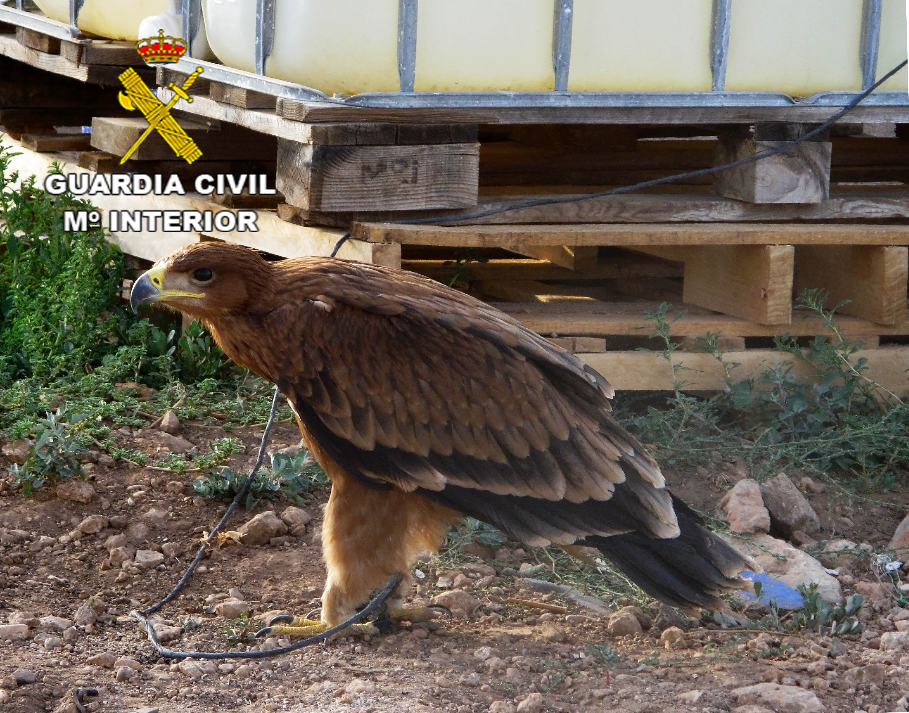 La Guardia Civil recupera un Águila Imperial  Ibérica y detiene a su propietario.