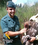 Proyecto Monachus, para la reintroducción del buitre negro (Aegypius monachus) en zonas del norte peninsular donde se encuentra extinto. Está previsto, en el día de hoy, el anillamiento de 15 ejemplares de buitre negro (Aegypius monachus) que en días posteriores serán liberados en la Sierra de la Demanda.