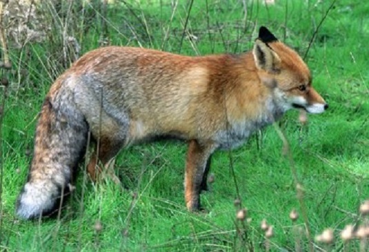 La Guardia Civil investiga a una persona como supuesto autor de un delito relativo a la protección de la flora, fauna y animales domésticos