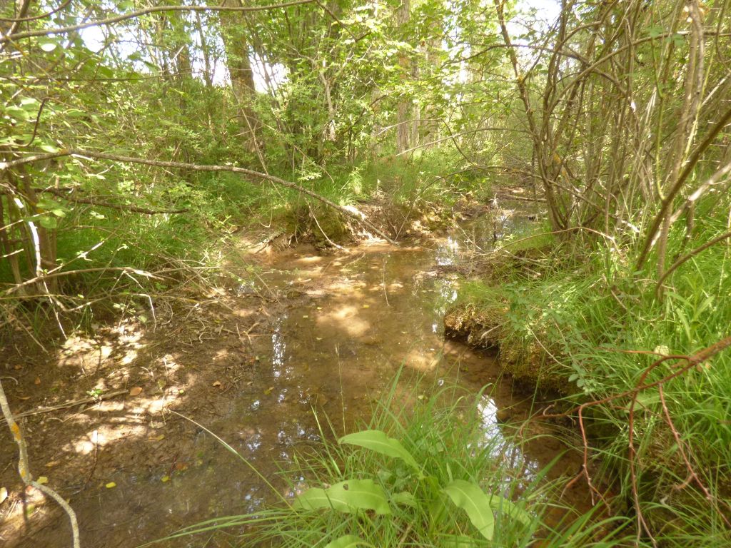 Cauce sombreado por la vegetación de ribera en la reserva natural fluvial Río Mijares
