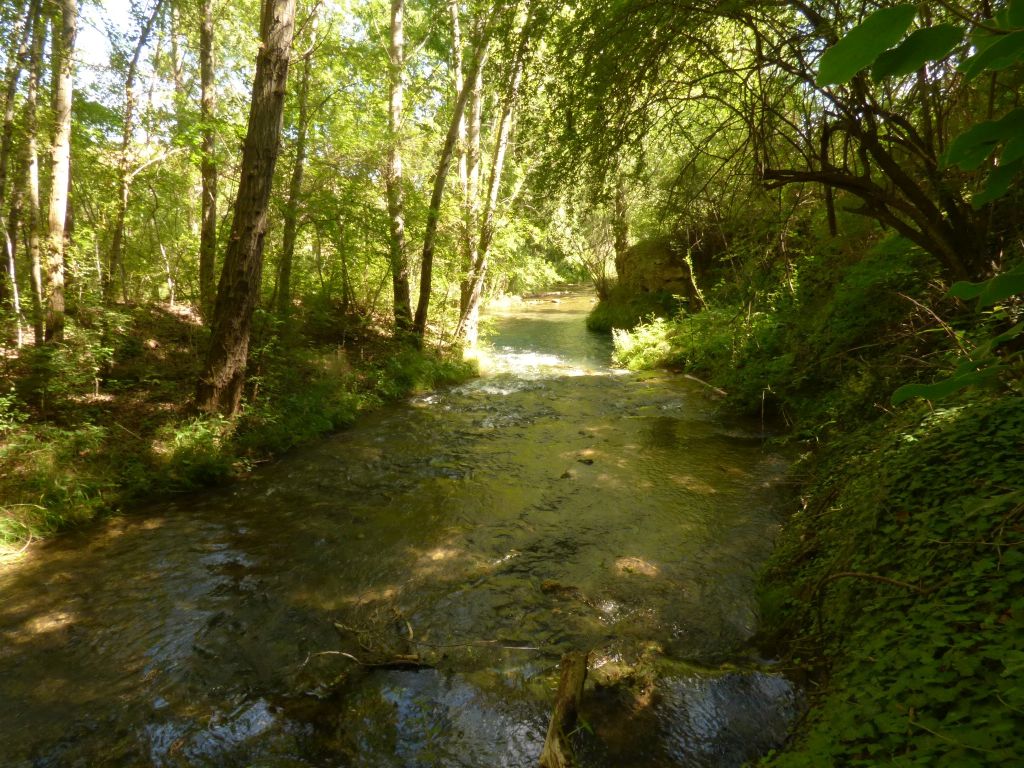 Cauce sombreado por la vegetación de ribera en la reserva natural fluvial Río Guadalaviar