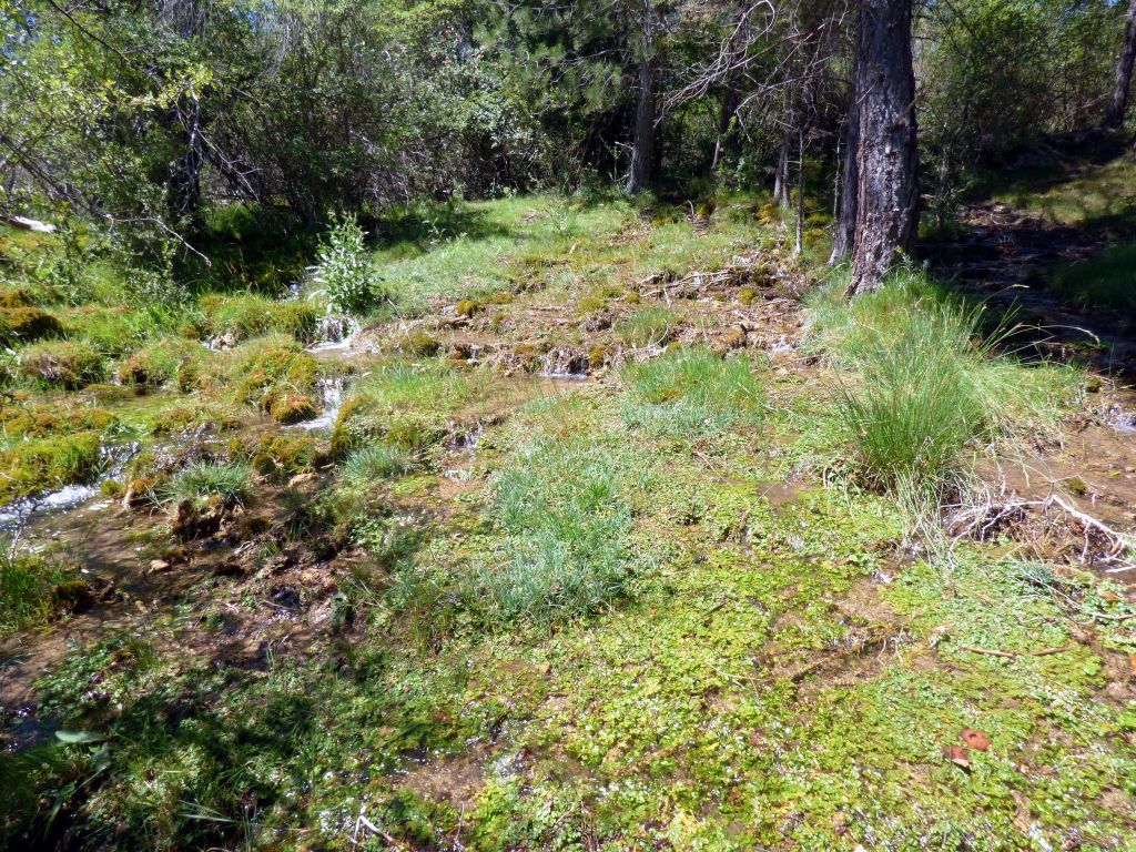 Desarrollo de macrófitos en el cauce de la reserva natural fluvial Arroyo de Almagrero