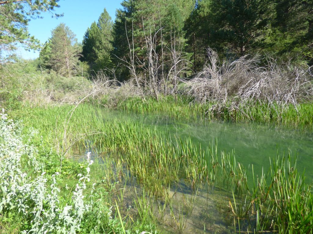 Aguas remansadas en la reserva natural fluvial Río Cabriel