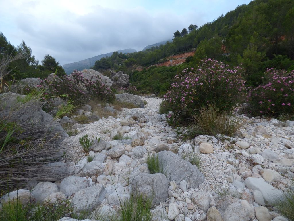 Aparición de colonización vegetal de adelfa en el propio cauce en estiaje de la reserva natural fluvial río Jalón