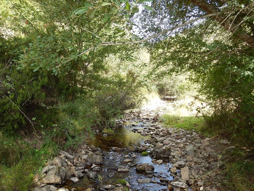 Sucesión de arcos de vegetación en la reserva natural fluvial Río Cambrones