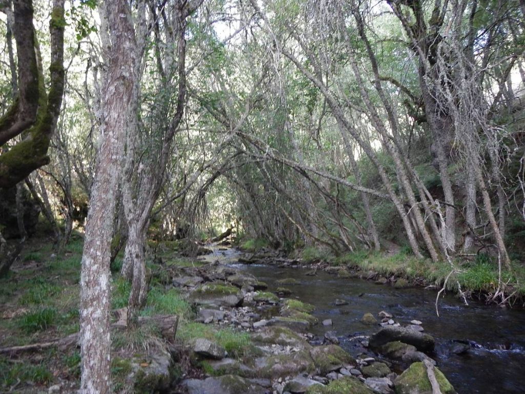 Arcos de vegetación sobre el cauce de la reserva natural fluvial Río Calamantio