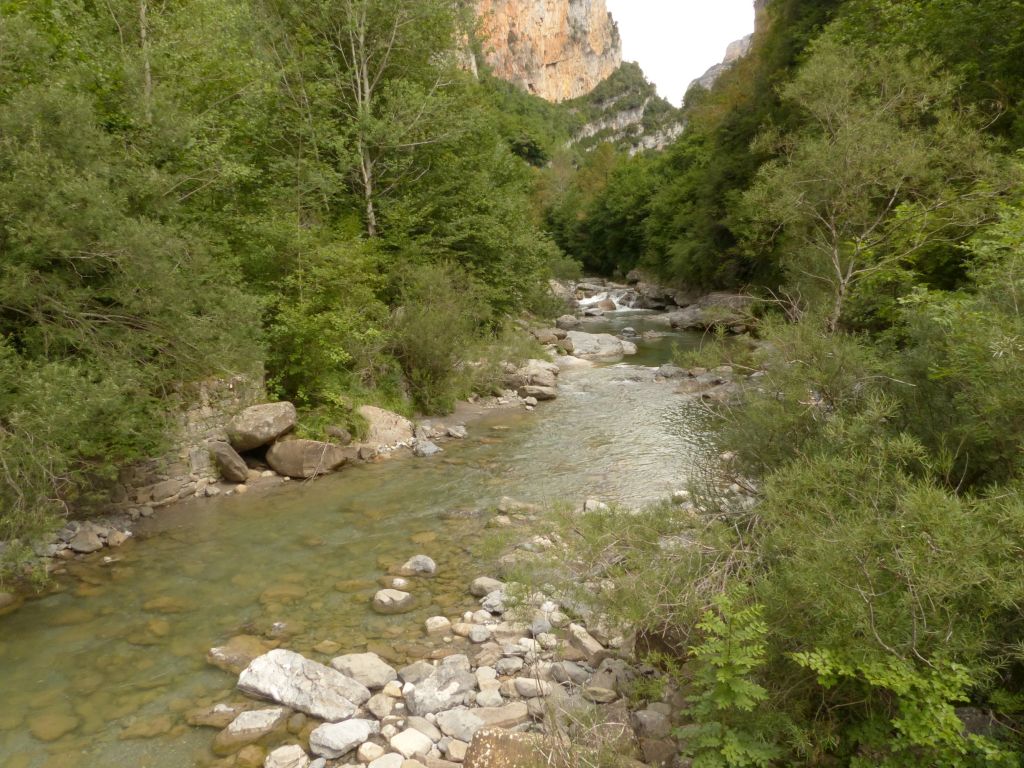 Diferentes estratos de vegetación de ribera imbricados en la reserva natural fluvial Río Vellós