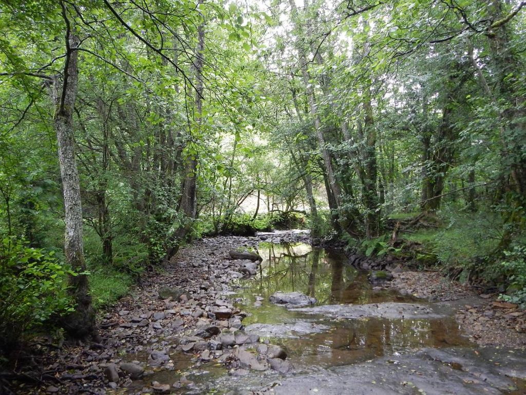 Cauce sombreado en la reserva natural fluvial Río Santa Engracia