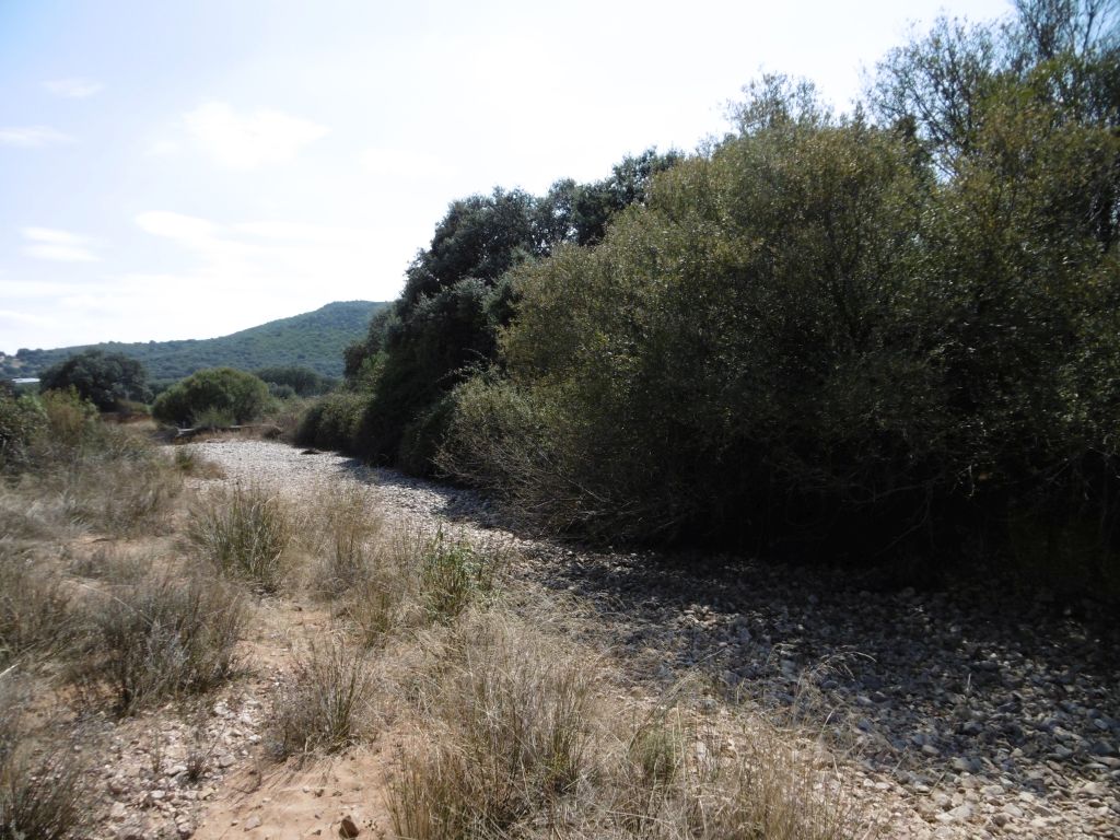 La vegetación de ribera de la reserva natural fluvial río Gargáligas está formada principalmente por saucedas, juncales y tamujares, acompañados de choperas