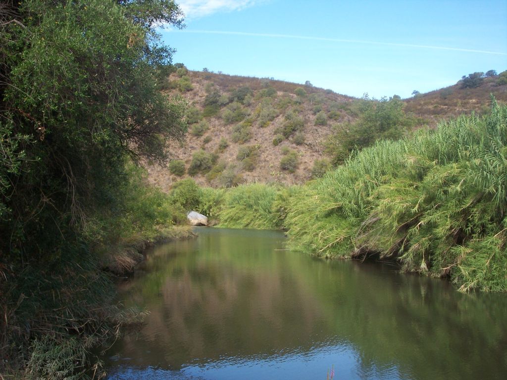 En las proximidades de la desembocadura de la reserva natural fluvial Rivera Grande de la Golondrina en el río Guadiana se forman rodales de caña (Arundo donax)