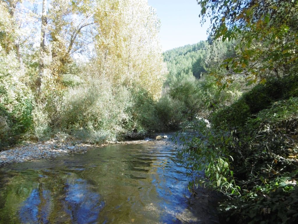 Vegetación de ribera continua de la reserva natural fluvial Río Zumeta