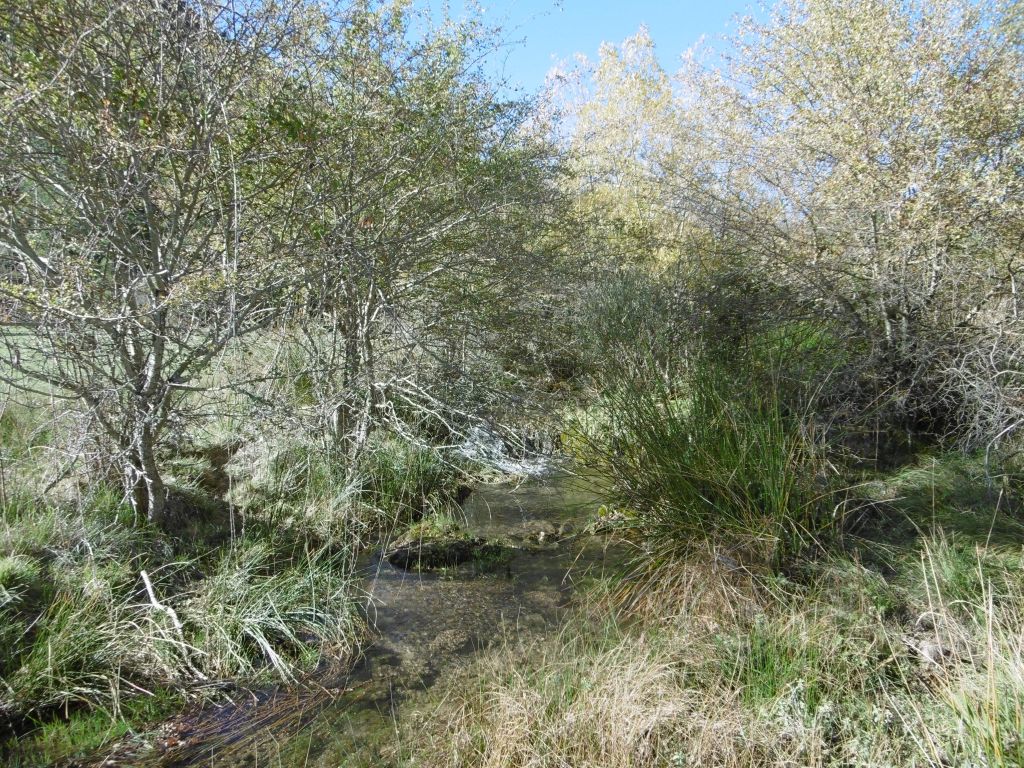Formaciones riparias en las márgenes del cauce con rápidos/remanso en la reserva natural fluvial Arroyos de los Endrinales y de Las Hoyas