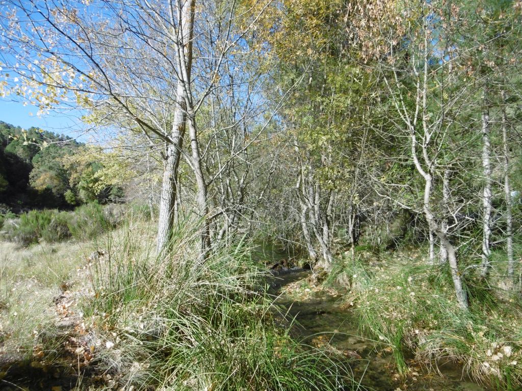 Vegetación de ribera asociada al cauce de la reserva natural fluvial Arroyos de los Endrinales y de Las Hoyas