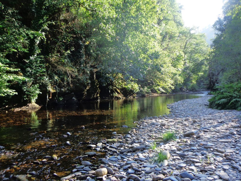 Diferentes estratos de vegetación de ribera presentes en la reserva natural fluvial Tramo medio del río Agüeira