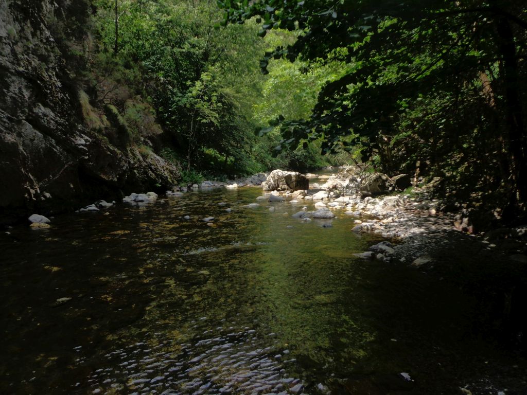 Cauce sombreado en la reserva natural fluvial Cabecera del río Ponga
