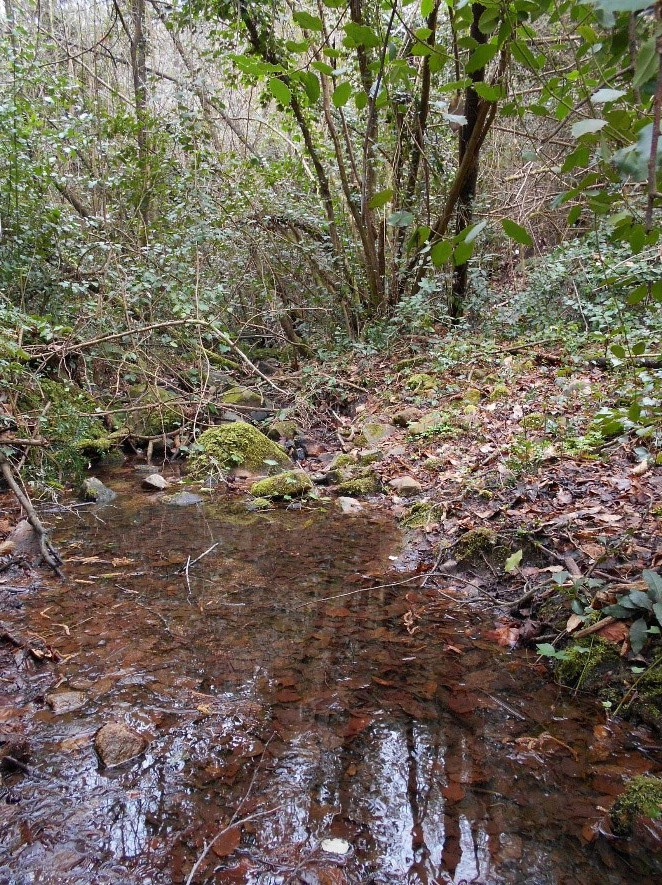Reserva Natural Fluvial Torrente de Aiguafina