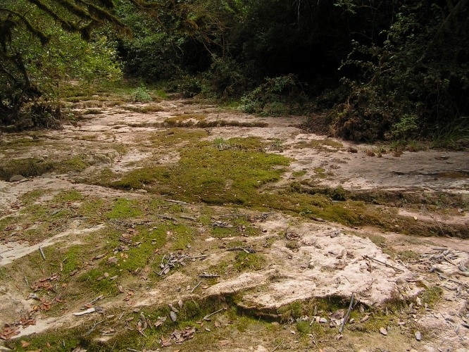 Reserva Natural Fluvial Cabecera de la Riera de Junyell