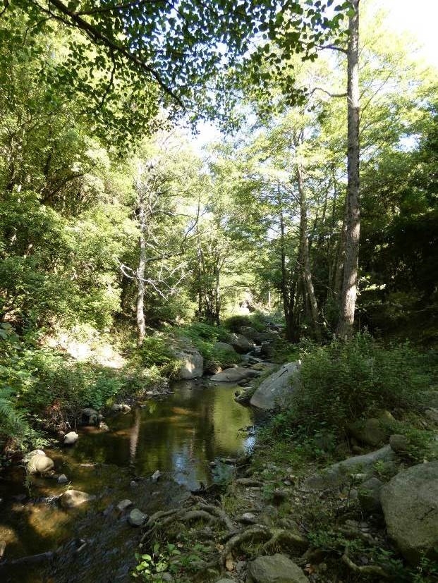 Reserva Natural Fluvial Cabecera de L'Anyet