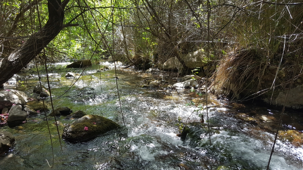 Reserva Natural Fluvial Medio-Alto Verde de Marbella