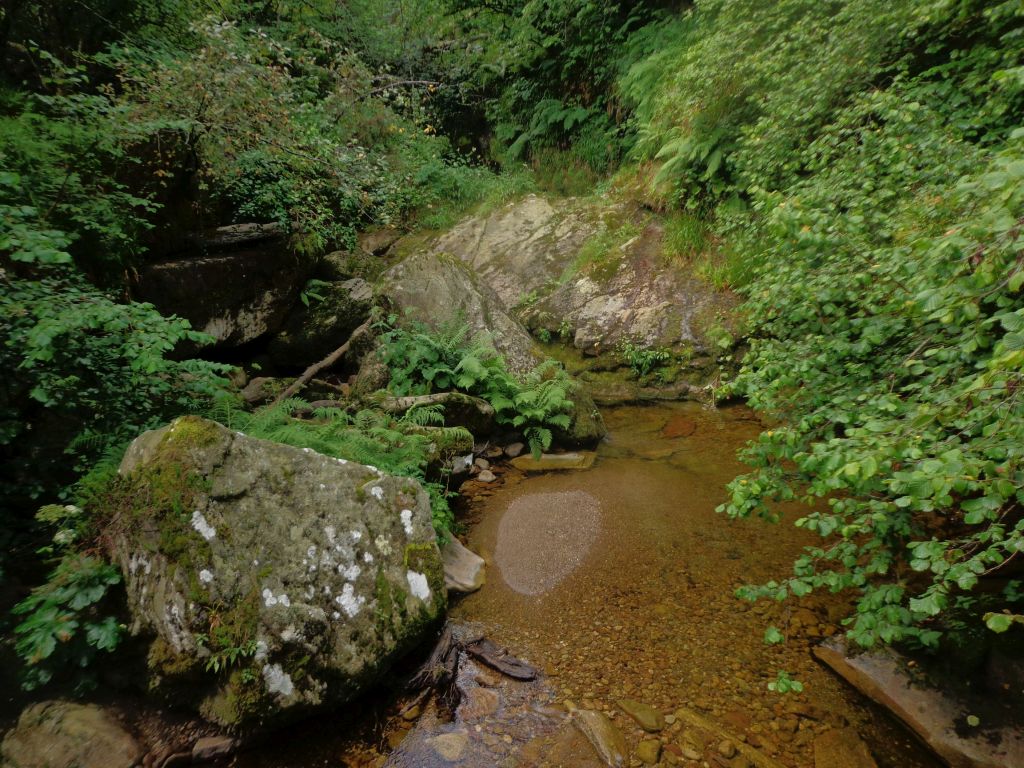 Avellanos y helechos en la ribera de la reserva natural fluvial Cabecera del Saja